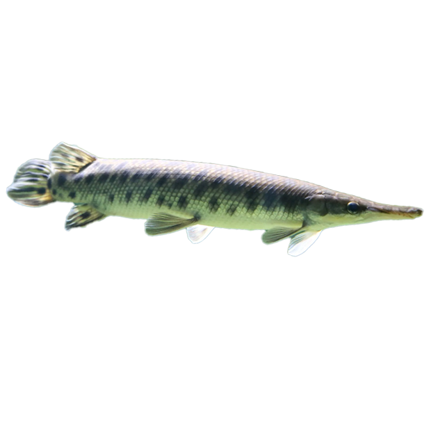 Imagem do peixe Boca de Jacaré